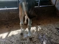 Lembu jantan, Swiss cattle — foto 5