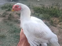Chickens — foto 4