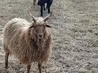 Baran, Racka sheep — zdjęcie 5