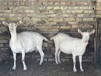 பெண் வெள்ளாடு, Saanen goat — புகைப்படம் 5