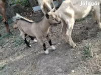 تيس, الماعز — الصورة 1