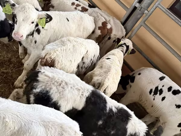 ወንድ በሬ, Russian Black pied cattle