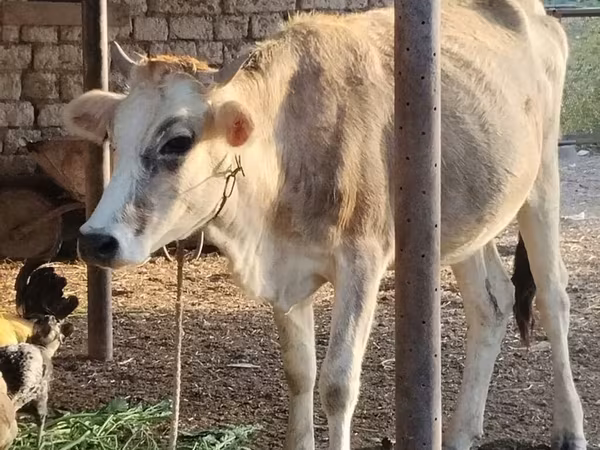 Cow, Cattle — Azerbaijan