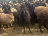 แกะตัวผู้, Edilbay sheep — รูปภาพ 4