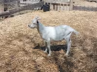 Billy Goat, Goats — photo 2