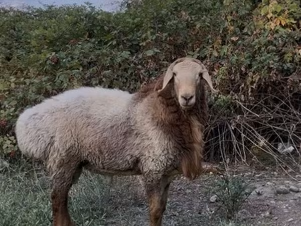 Ram, Rhon sheep — Kyrgyzstan