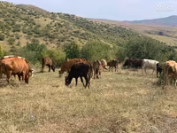 Vacă, Simmental cattle — foto 8
