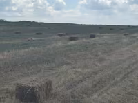 Луговая трава — عکس 3