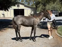 Kobyła, Rocky Mountain Horse — zdjęcie 8