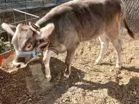 Lembu jantan, Swiss cattle — foto 1