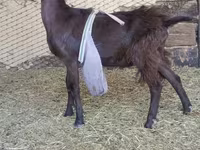 بکرا, LaMancha goats — تصویر 3