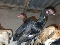 Chickens — zdjęcie 3