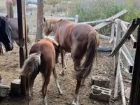 Cavalla, Horse breed — foto 3