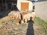 绵羊（批次，未指定性别）, Merino sheep — 照片 6