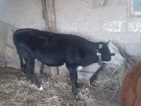 گاو ماده, Simmental cattle — عکس 2