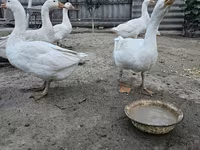 Geese — fotografija 4