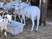 Овен, Cameroon sheep — снимка 1