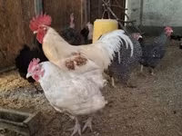 Chickens — foto 3