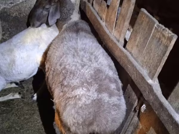 ცხვარი, Adal sheep