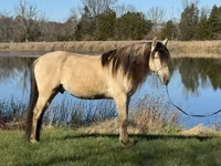 Faras, Rocky Mountain Horse — sawirka 8