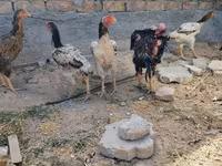 Ayam Cemani — picha 1