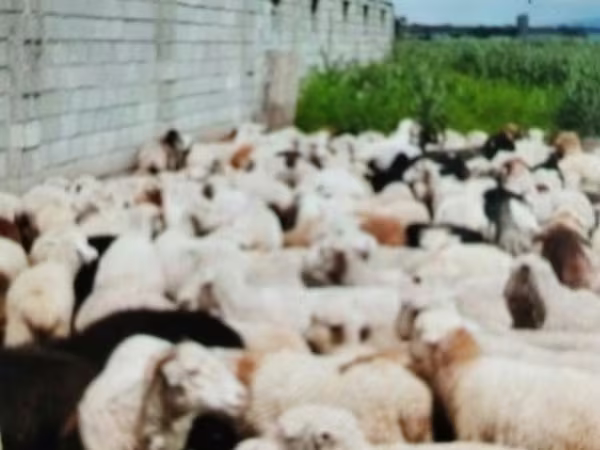 Wad, Sheep