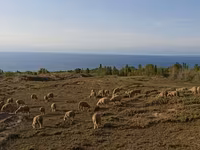 مینڈھا, Merino sheep — تصویر 2