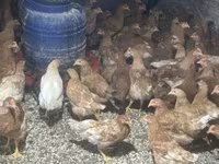 Chickens — 2. fotó