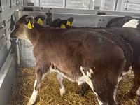 ላም, Aberdeen-Angus — ፎቶ 7