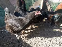 Chickens — عکس 3