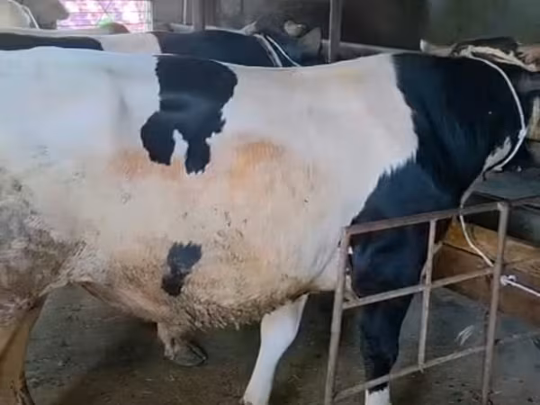 Lembu jantan, Holstein breed