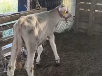 Býk, Swiss cattle — foto 4