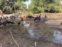 Turkeys — عکس 4