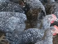 Chickens — fotografija 5