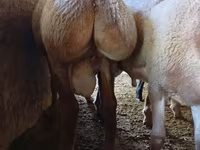 Ram, Arashan sheep — foto 1