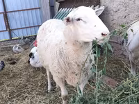 قوچ, Romanov sheep — عکس 2