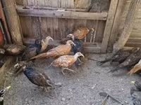 Guinea fowl — 5 зураг