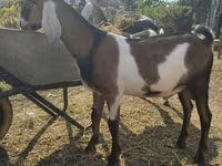 Jarac, Nubian Goat — fotografija 4