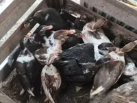 Ducks — foto 2
