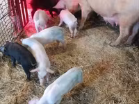 Boar, Pigs — photo 3