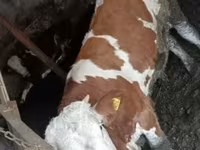 วัวตัวผู้, Simmental cattle — รูปภาพ 1