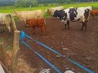 Lembu betina, Charolais cattle — foto 4
