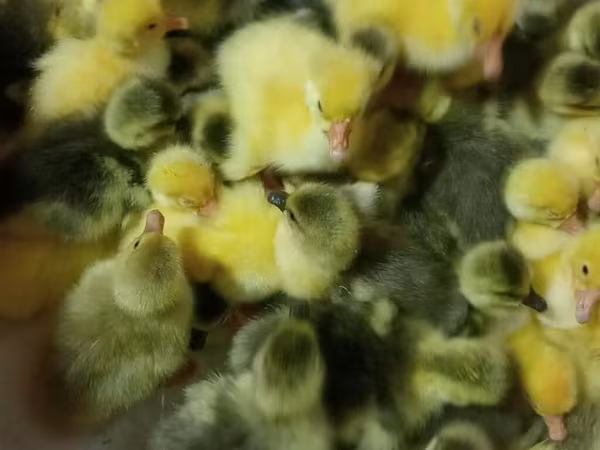 Geese