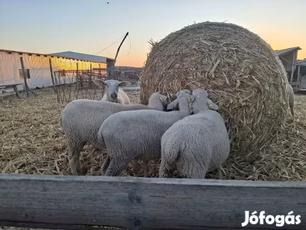 Koyun, Luzein sheep