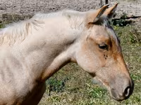 Адуу, Quarter Horse — 6 зураг