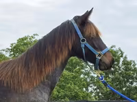 گھوڑی, Rocky Mountain Horse — تصویر 3