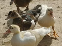 Turkeys — foto 5