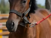 Horse (M), Anglo-Arabian — photo 1
