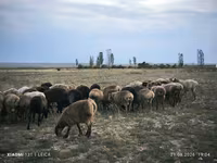 Widder, Edilbay sheep — Foto 1