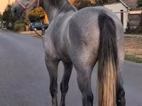 مادیان, Appaloosa — عکس 1